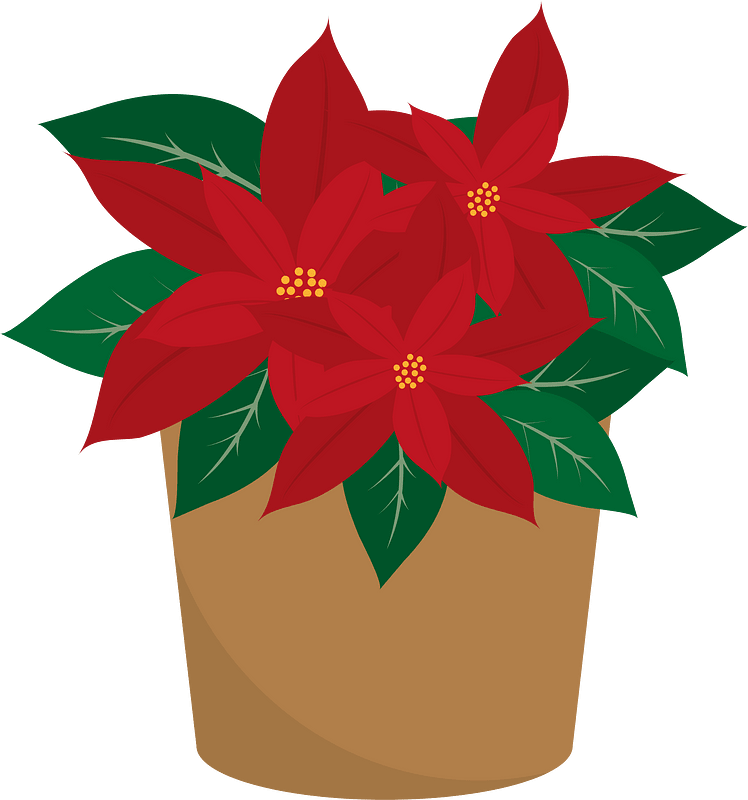Poinsettia
