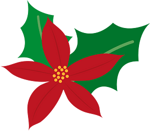 Poinsettia