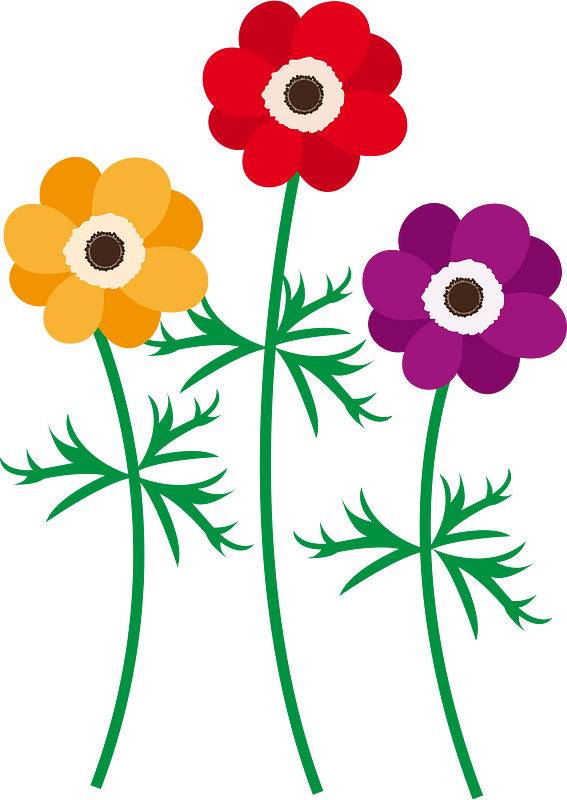 Poppy anemone
