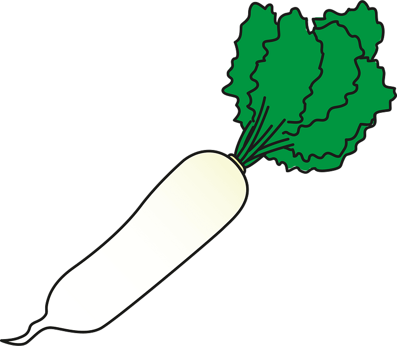 Radish