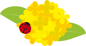 Rape blossoms