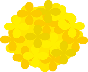 Rape blossoms