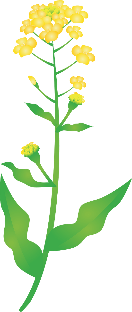 Rape blossoms