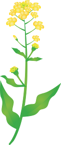 Rape blossoms