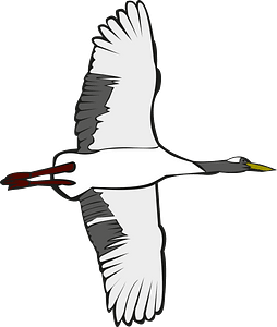 Red crowned crane