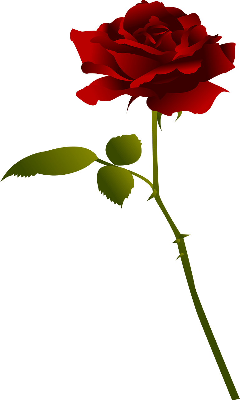玫瑰花