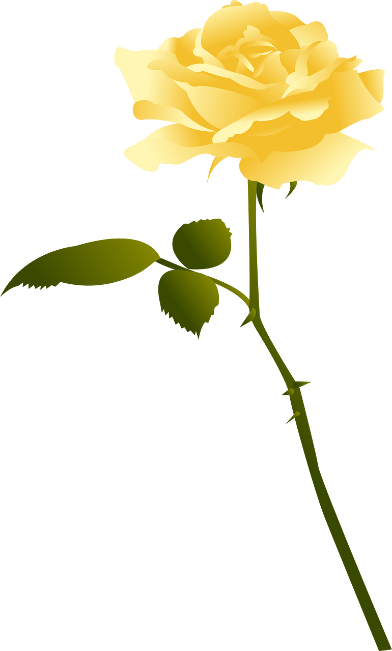 玫瑰花