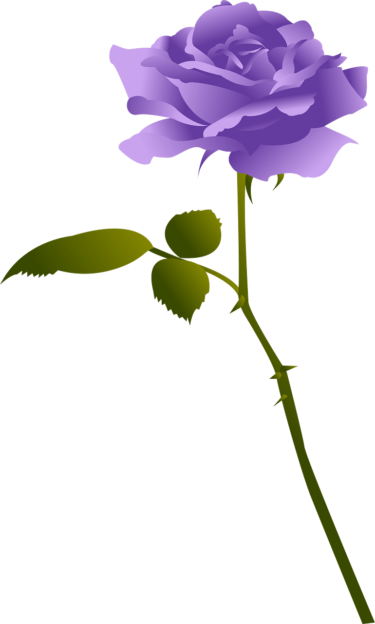 玫瑰花