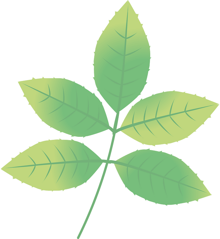 Rose sprig