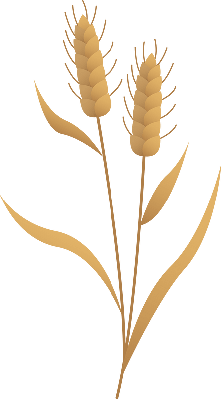 Setaria viridis