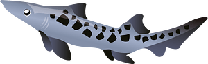 Shark fish