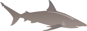 Shark fish