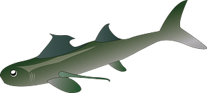 Shark fish