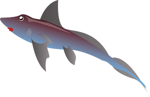 Shark fish