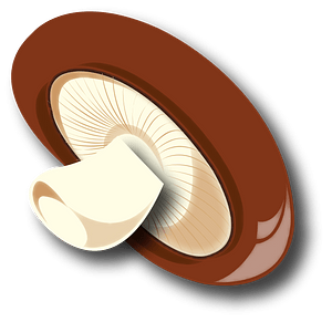 Shiitake mushroom