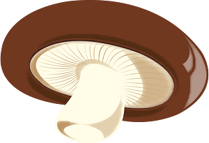 Shiitake mushroom