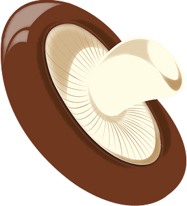 Shiitake mushroom