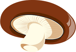 Shiitake mushroom
