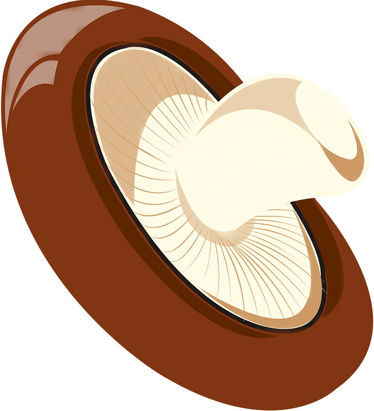 Shiitake mushroom