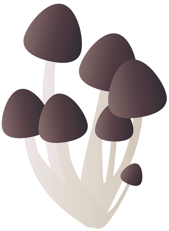 Shimeji mushroom