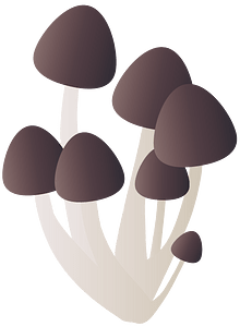 Shimeji mushroom