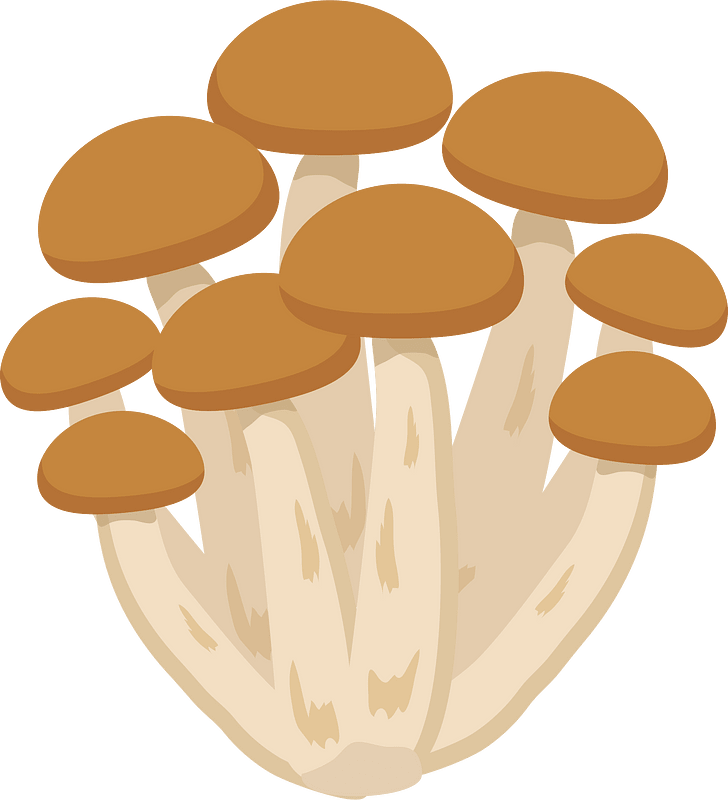Shimeji mushroom