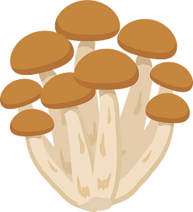 Shimeji mushroom