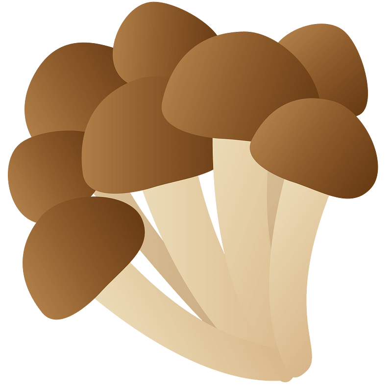 Shimeji mushroom