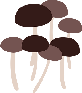 Shimeji mushroom