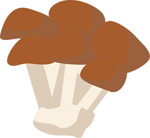 Shimeji mushroom