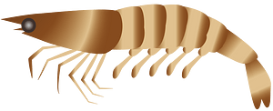 Shrimp