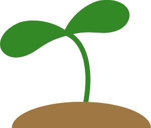 Sprout plant
