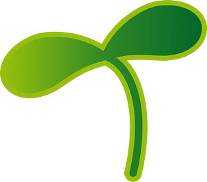Sprout plant