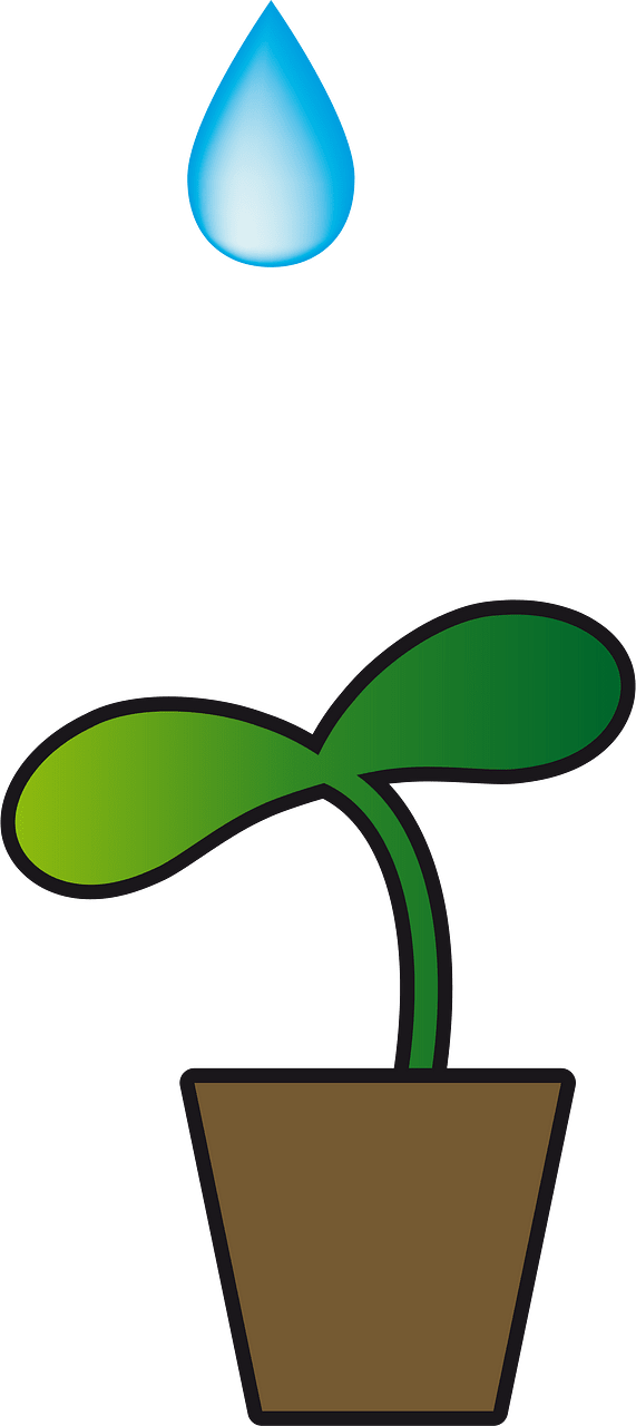 Sprout plant