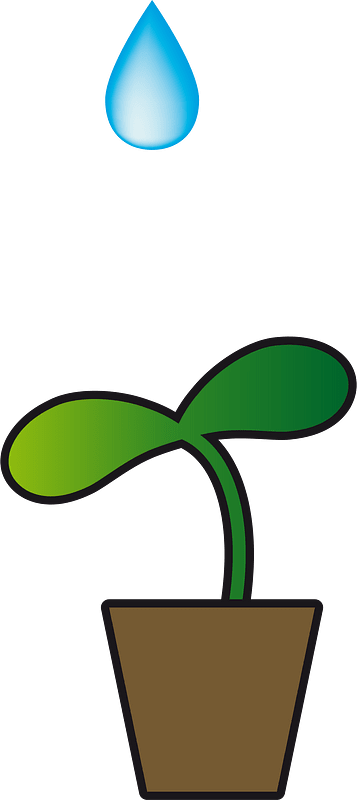 Sprout plant
