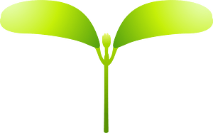 Sprout