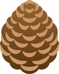 Spruce cone