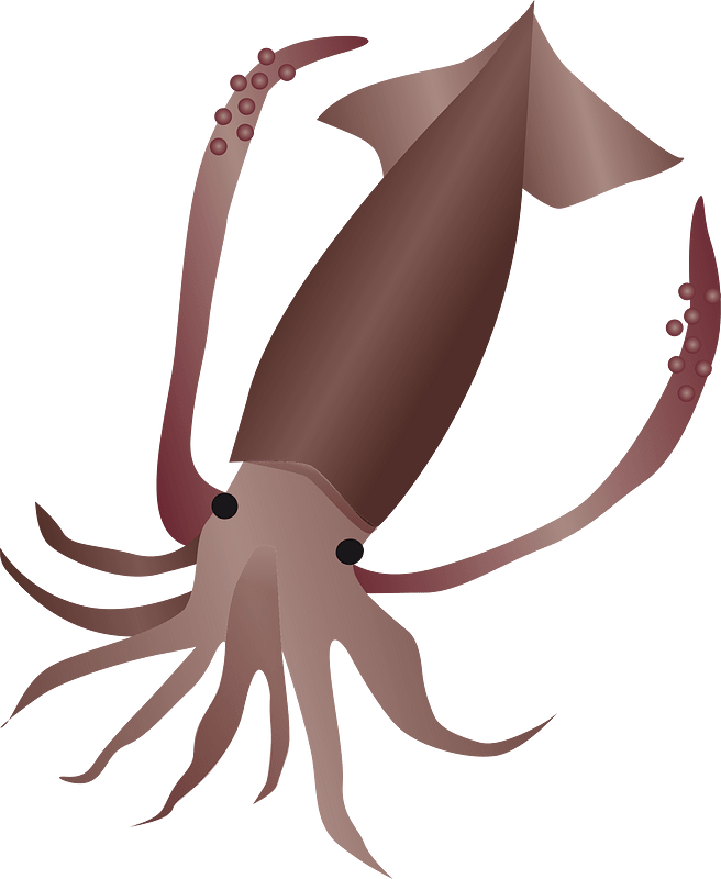Squid cuttlefish