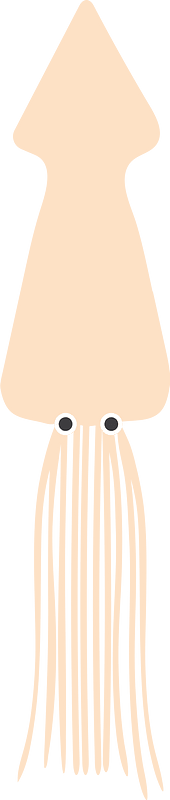 Squid cuttlefish