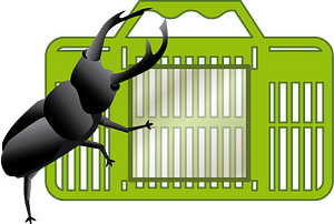 Stag beetle