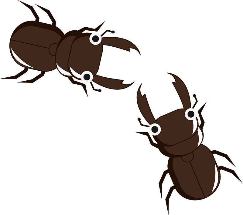 Stag beetles