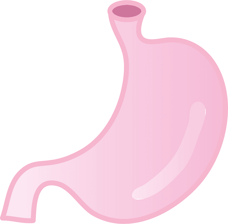 Stomach organ