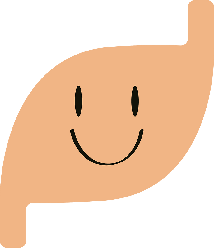 Stomach organ