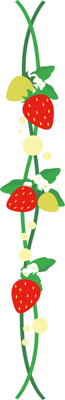 Strawberries line
