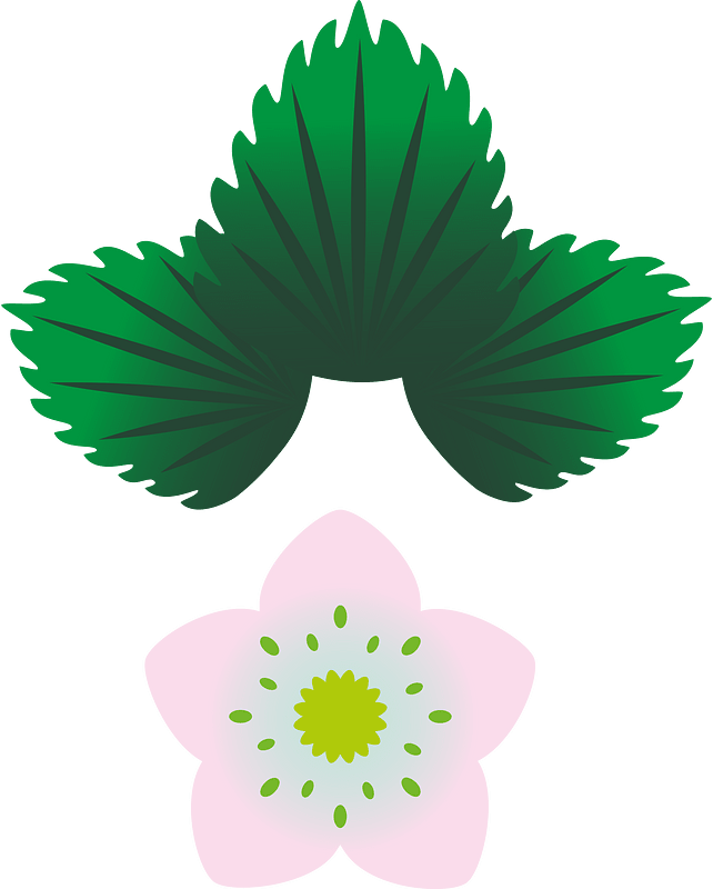 Strawberry leaves flower