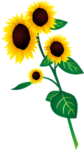 Sunflower blue sky