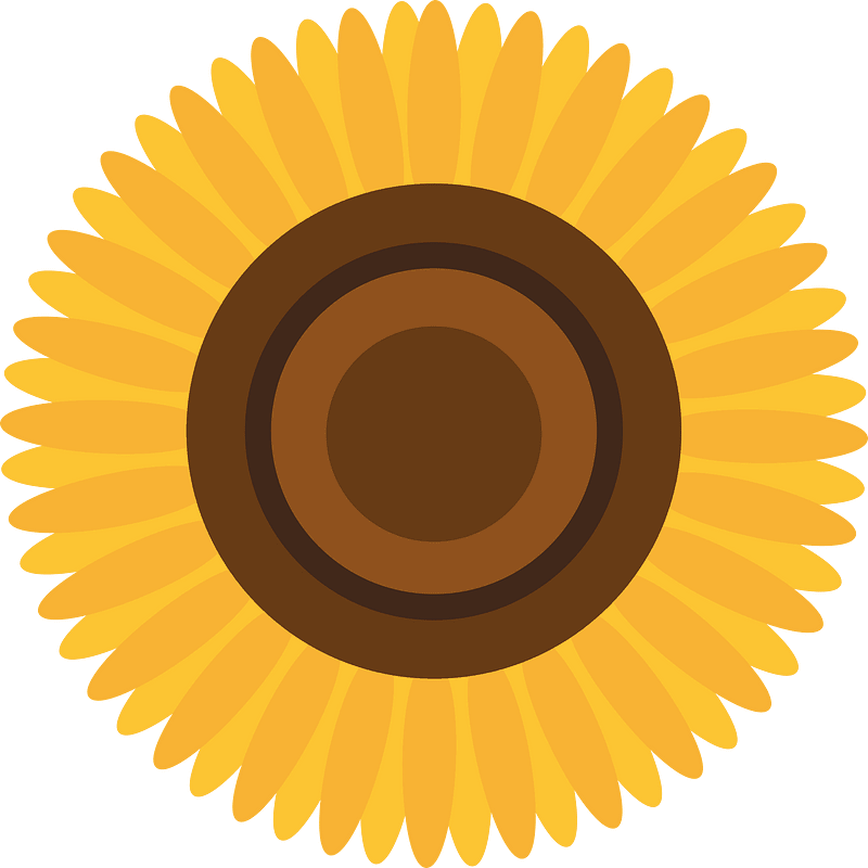 Sunflower flower