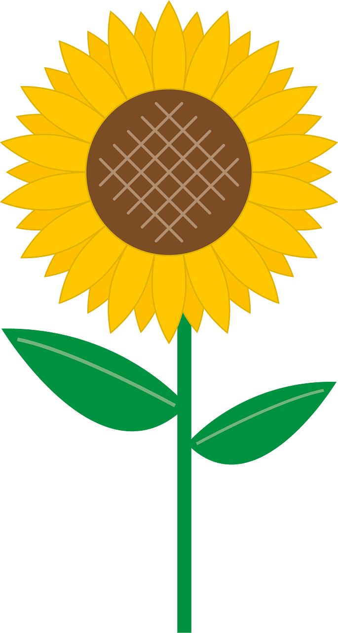 Sunflower flower