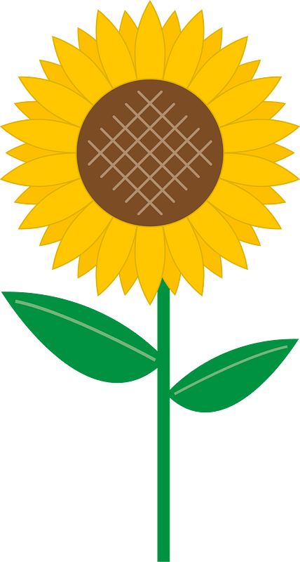 Sunflower flower