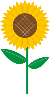 Sunflower flower